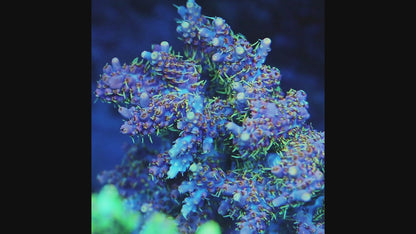 TIA Bamboo Spark Acropora Colony(cut to order)