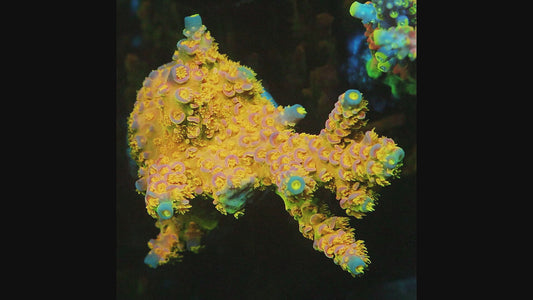 Big R Walt Disney Tenius （cut to order）