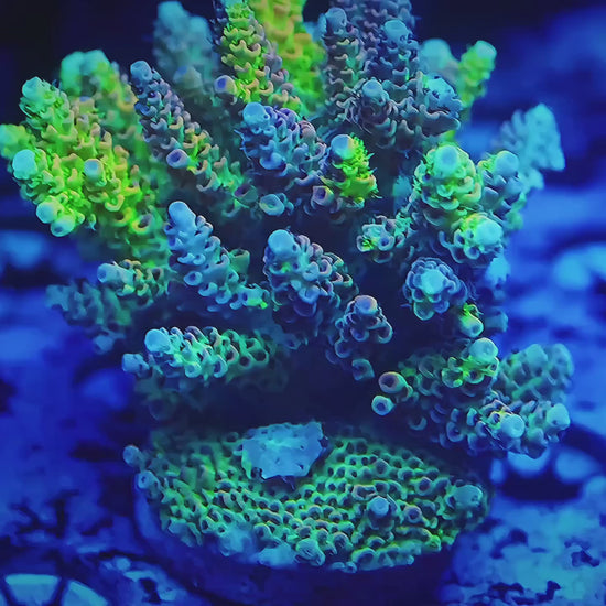 TIA Into a Dream Grafted Tenuis (cut to order) - Live SPS Coral for Sale | TIA Coral