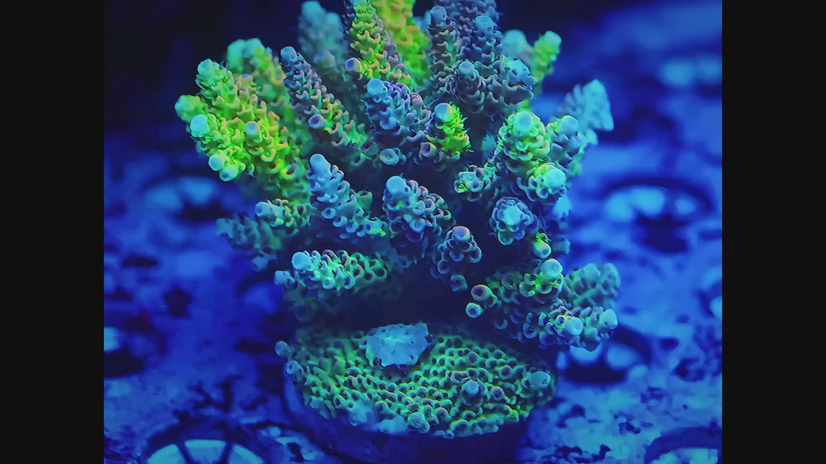 TIA Into a Dream Grafted Tenuis (cut to order) - Live SPS Coral for Sale | TIA Coral