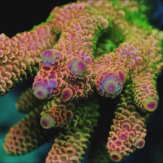 TIA Sunset Boulevard Spath (cut to order) - Live SPS Coral for Sale | TIA Coral