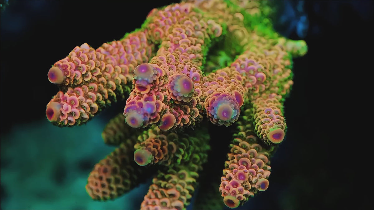 TIA Sunset Boulevard Spath (cut to order) - Live SPS Coral for Sale | TIA Coral