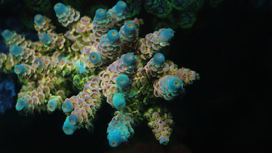 TIA Peach Grove Acropora Colony (cut to order)
