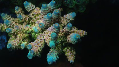 TIA Peach Grove Acropora Colony (cut to order)