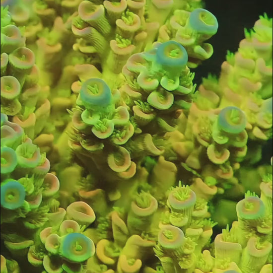 TIA Mello Yellow Tenuis Colony (cut to order) - mother colony video