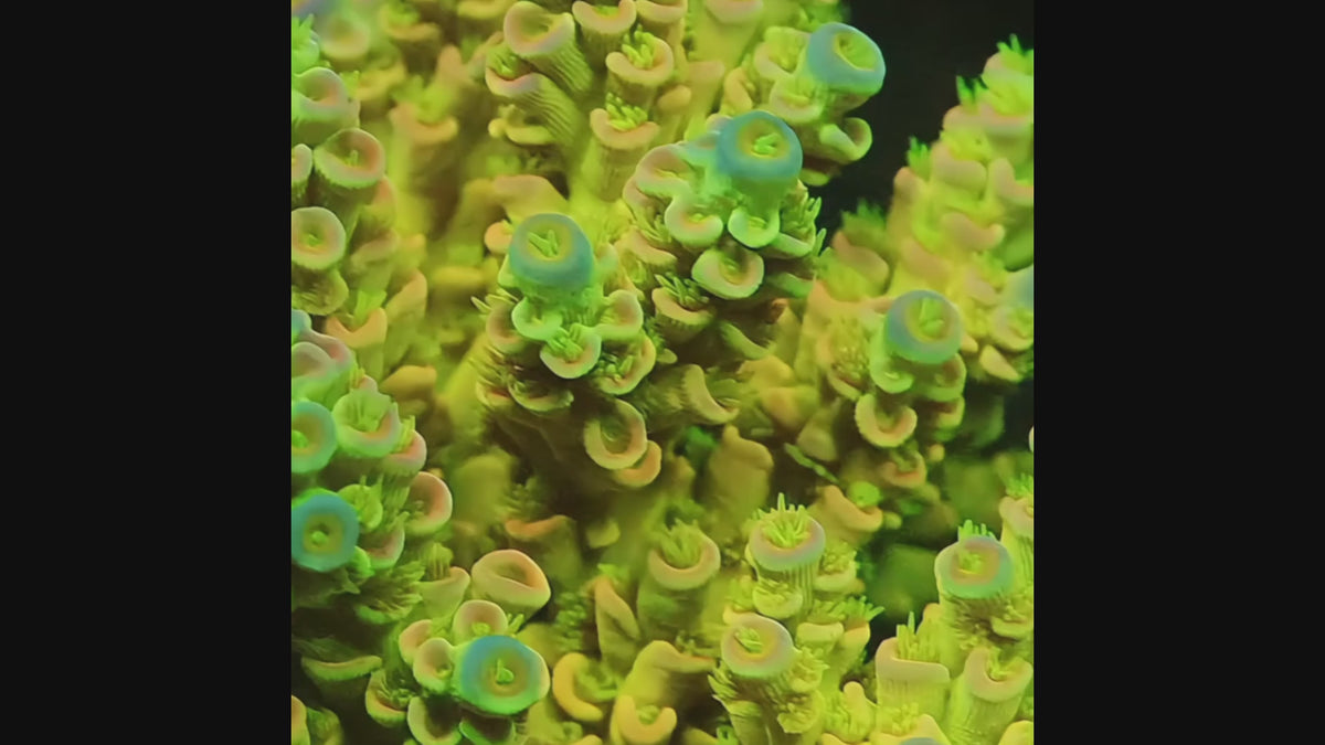 TIA Mello Yellow Tenuis Colony (cut to order) - mother colony video