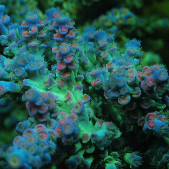 TIA Lavender Fields Tenius Colony (cut to order) - Live SPS Coral for Sale | TIA Coral