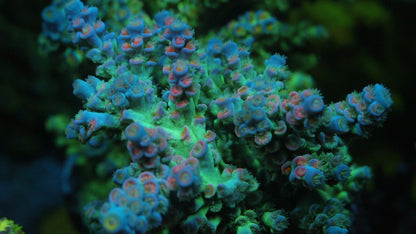 TIA Lavender Fields Tenius Colony (cut to order) - Live SPS Coral for Sale | TIA Coral