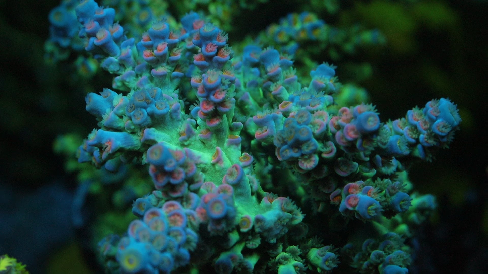 TIA Lavender Fields Tenius Colony (cut to order) - Live SPS Coral for Sale | TIA Coral