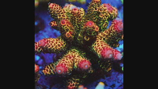 TIA Hyper Lemon Sorbet Mille (cut to order)