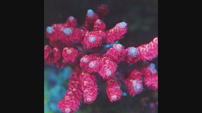 TIA Ruby Red Millepora(cut to order)