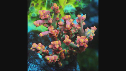 TIA Show Maker Speciosa Acropora (cut to order)