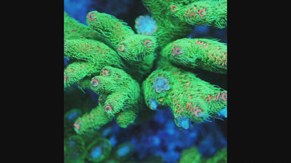 TIA Salix Acropora Colony (cut to order)