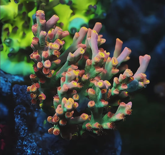 TIA Show Maker Spciosa Acropora (cut to order)