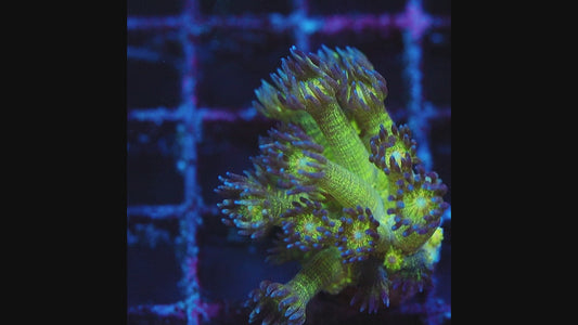 Neon Glitter Goniopora