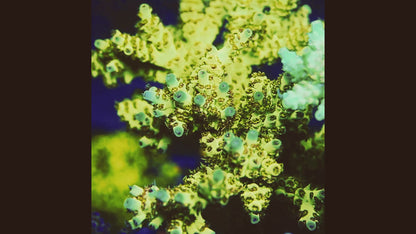 TIA Sunfire Nectar Colony (cut to order)