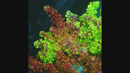 Jekyll and Hyde *Grafted* Acropora Colony (cut to order)