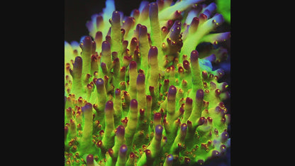 LRO BuzzLight Year Acropora