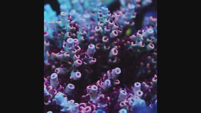 TIA Burning Phoenix Acropora Colony (cut to order)