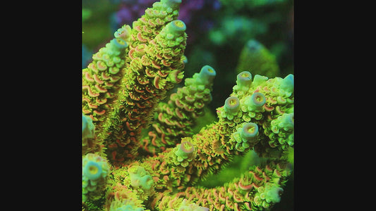TIA Island Radiance Acropora Colony (cut to order)