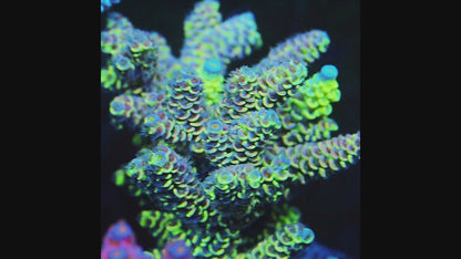 TIA Neon Mosaic Grafted Tenuis (cut to order)