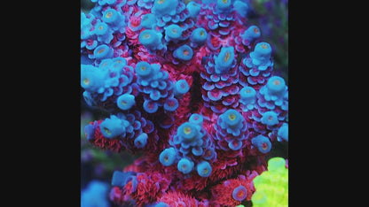 TIA Maraschino Tenuis