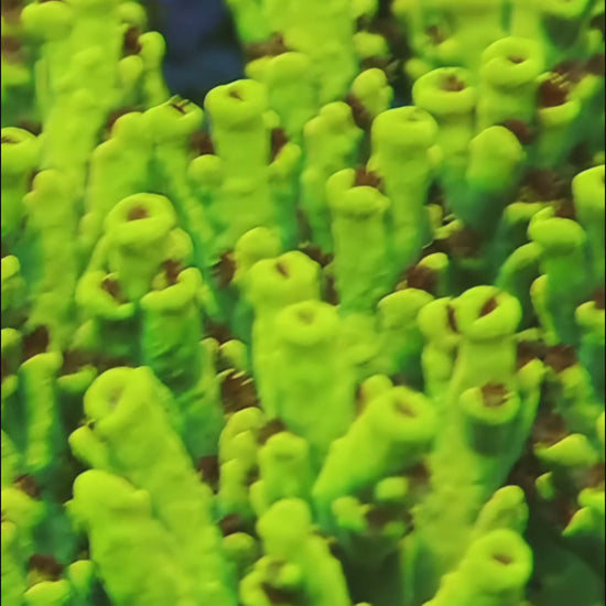 TIA Signature Yellow Fever Speciosa Colony (cut to order) - mother colony video