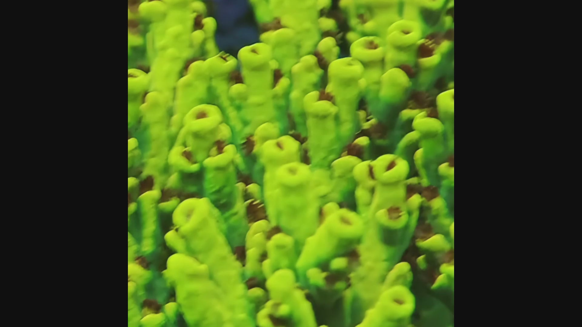 TIA Signature Yellow Fever Speciosa Colony (cut to order) - mother colony video