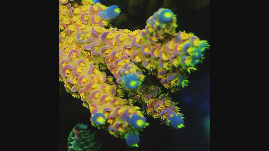 TIA Signature Grandmaster Acropora Colony (cut to order)