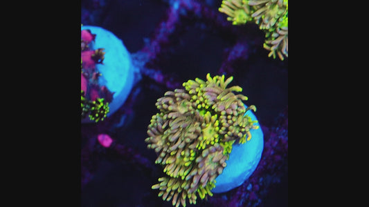 TIA Honeyglow Goniopora