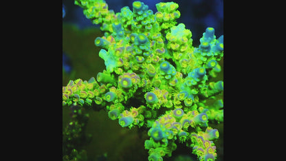 TIA Signature Luma King Acropora Colony (cut to order)