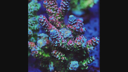 TIA Signature Fairy Garden Tenius Acopora (cut to order)