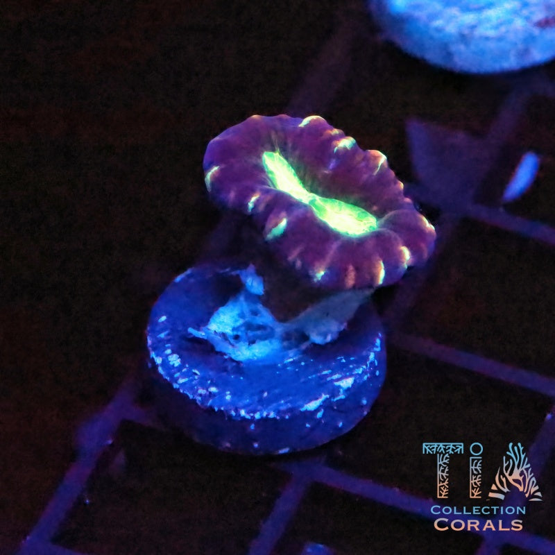 Purple Swirl Candy Cane Frag - Live LPS Coral for Sale | TIA Coral