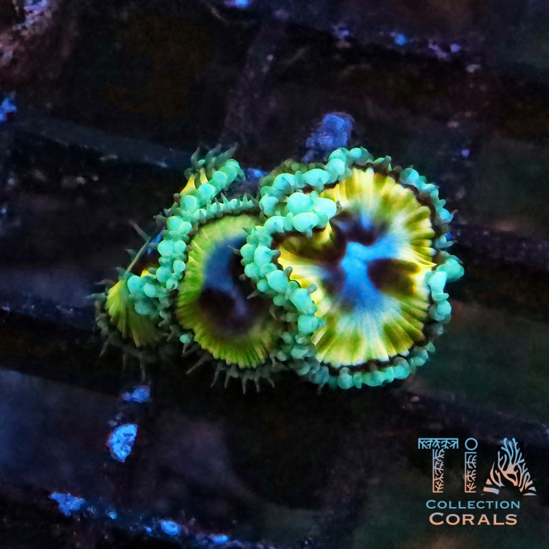 Rainbow Grandis Palythoa Frag, soft coral