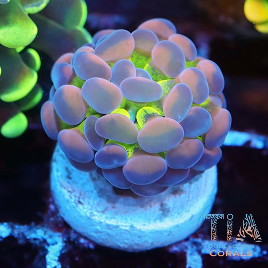 Rainbow Hammer - Live LPS Coral for Sale | TIA Coral