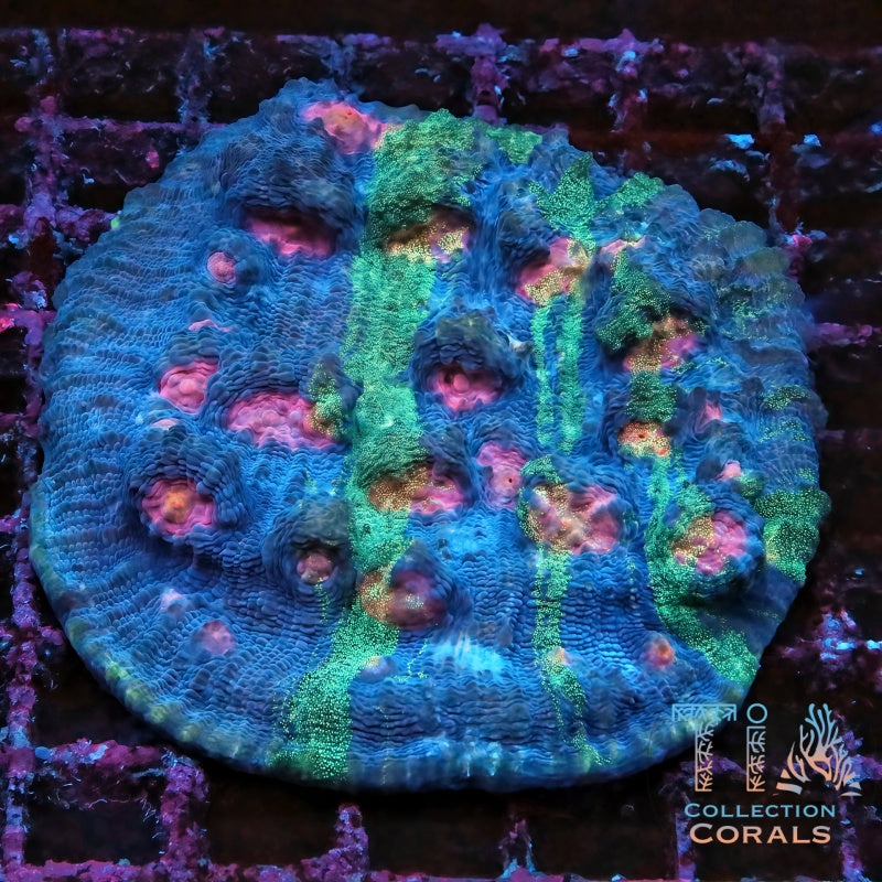 Raja in Pajamas Chalice Colony (cut to order) - Live LPS Coral for Sale | TIA Coral