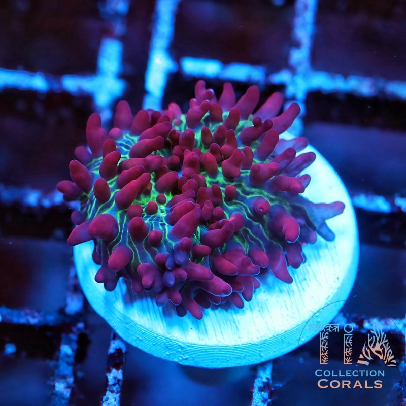 Red Magic Carpet Mushroom Frag (rare) - Live Softies Coral for Sale | TIA Coral