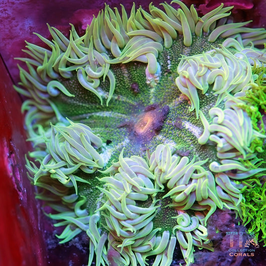 Rock Flower Anemones - Live Inverts Coral for Sale | TIA Coral