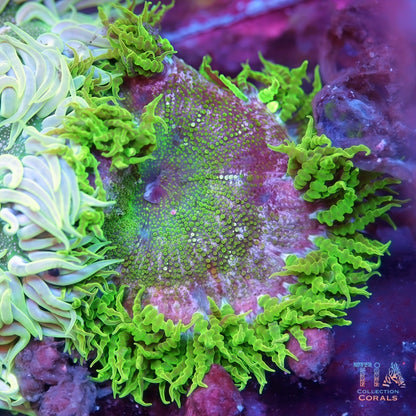 Rock Flower Anemones - Live Inverts Coral for Sale | TIA Coral