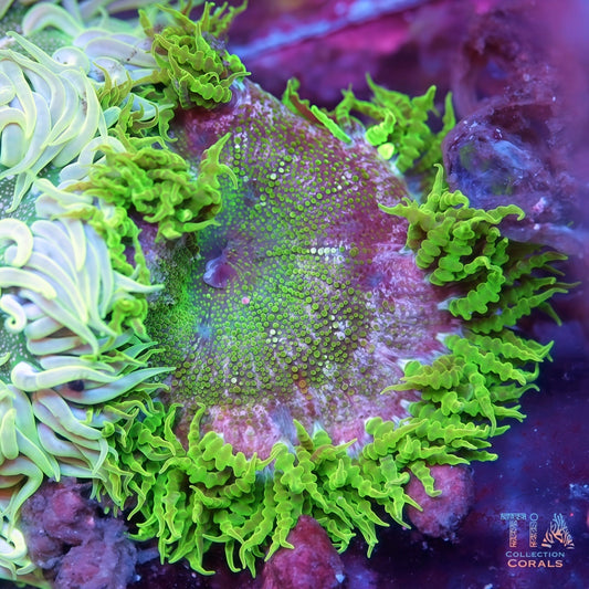 Rock Flower Anemones - Live Inverts Coral for Sale | TIA Coral