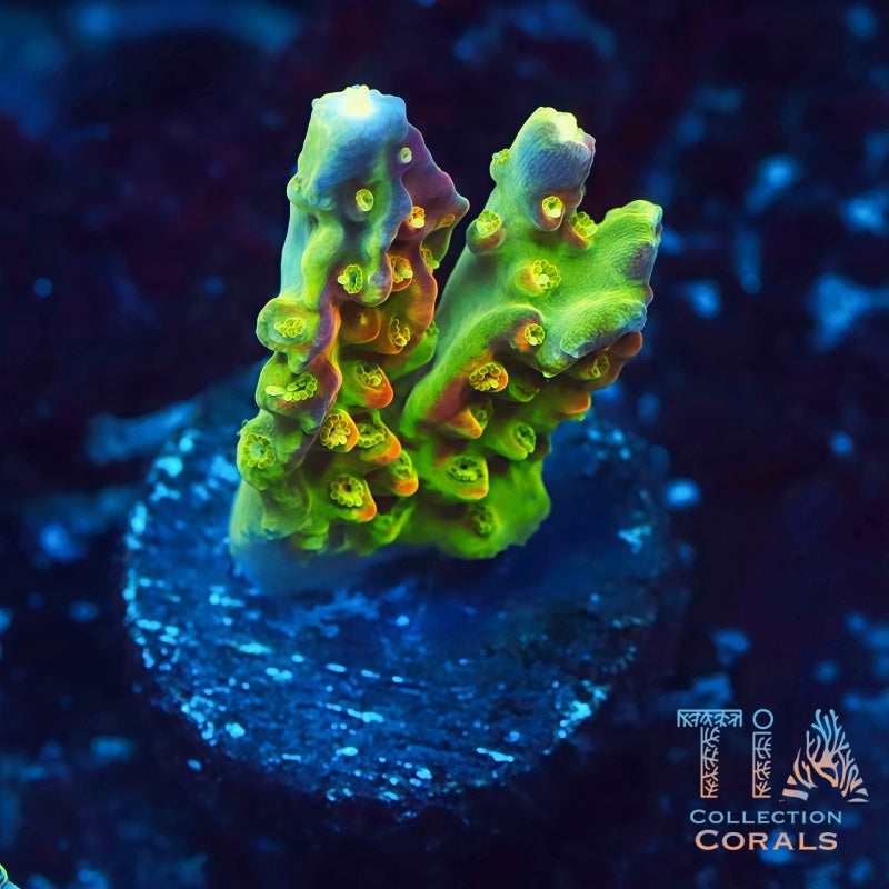 RR Rainbow Loom Acropora Frag - Live SPS Coral for Sale | TIA Coral