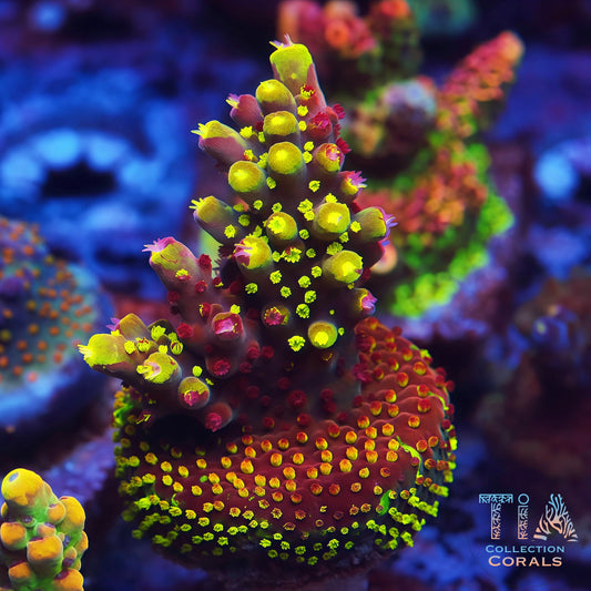 Grafted RR Robbinhood Acropora Colony (cut to order) - Live SPS Coral for Sale | TIA Coral