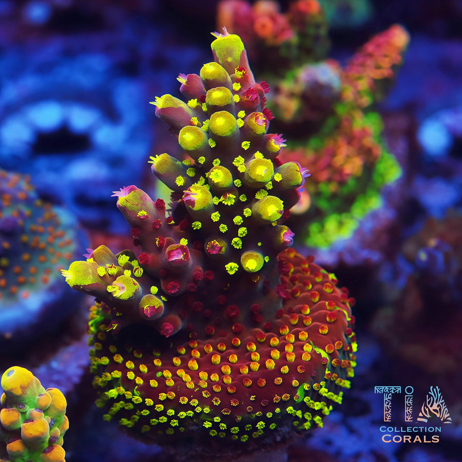 Grafted RR Robbinhood Acropora Colony (cut to order), SPS coral