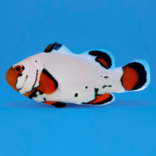 Laberinto del núcleo fundido