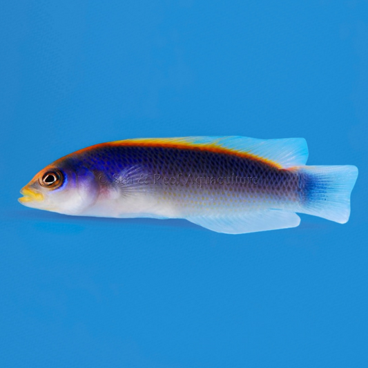 Laberinto del núcleo fundido