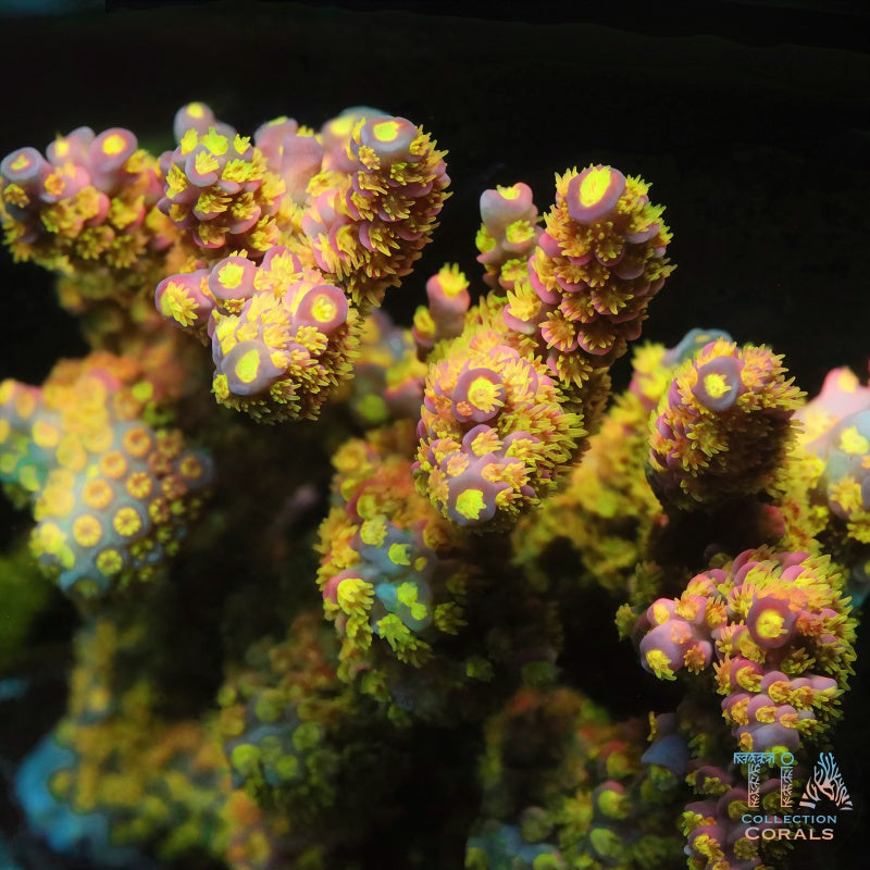 SBB Gummy Bear Tenuis Colony (cut to order) - Live SPS Coral for Sale | TIA Coral