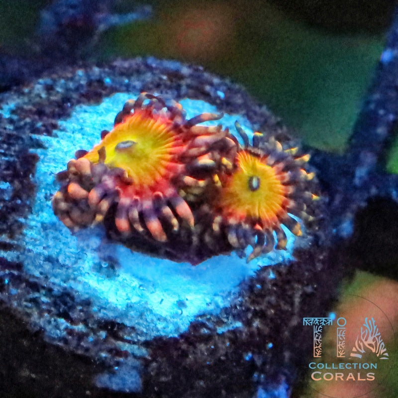 Shazam Zoanthids Frag, soft coral