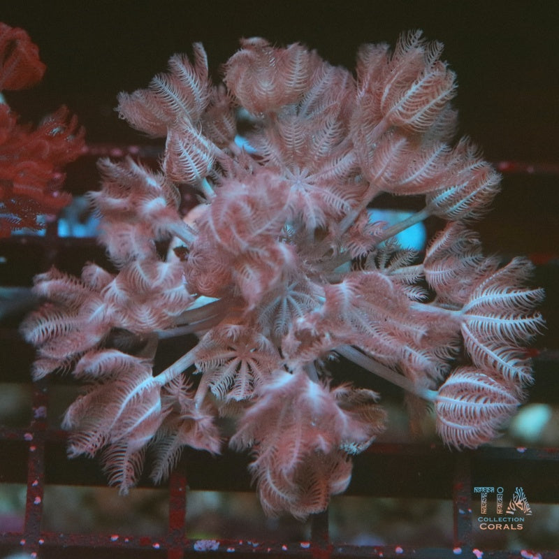 Red Sea Pulsing Xenia