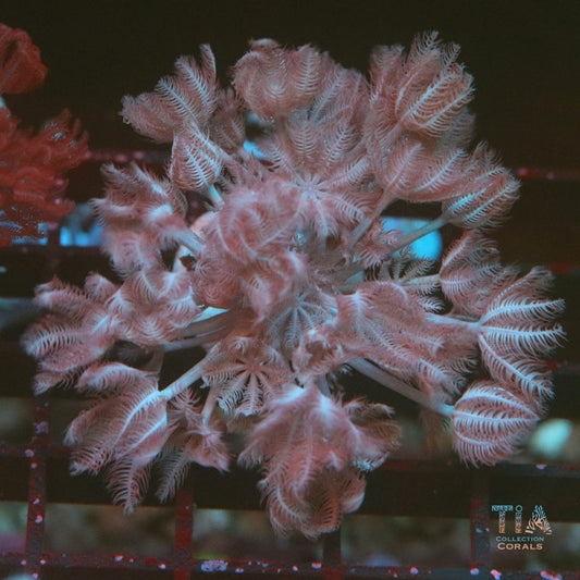 Red Sea Pulsing Xenia