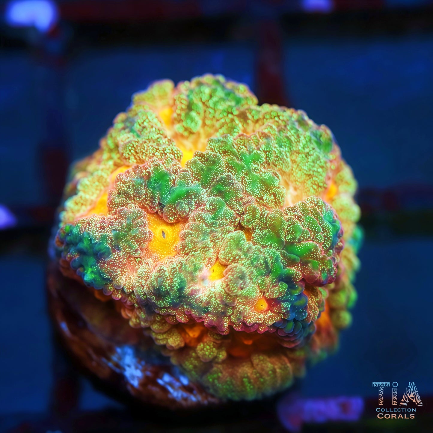 Tia Emerald Ray Favia